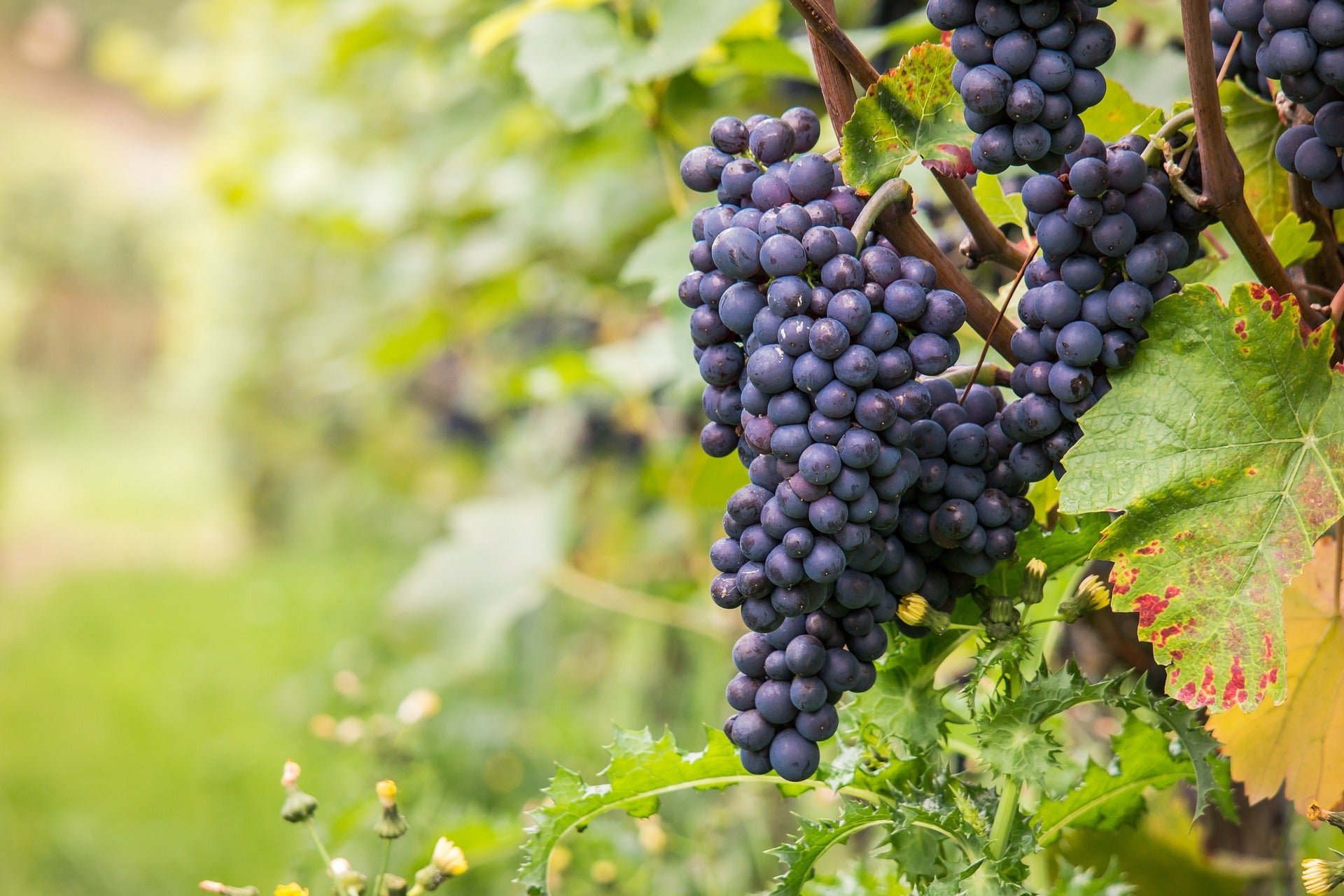 How To Find Your Passion In Wine